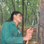 Công nhân đồng bào dân tộc góp sức xây dựng đơn vị phồn vinh
