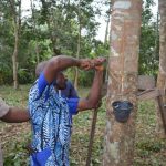 Liberia tiếp tục cấm xuất khẩu cao su chưa qua chế biến