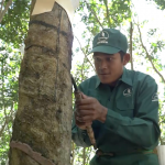 Hướng tới Hội thi Bàn tay vàng thu hoạch mủ cao su lần XIV năm 2024