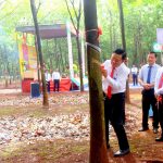 Cao su Phú Riềng ra quân thu hoạch mủ năm 2025